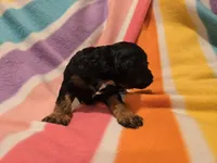 Cockapoo, a female Cockapoo for sale in Buffalo, NY – Photo 4 of 5