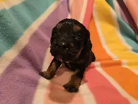 Cockapoo, a female Cockapoo for sale in Buffalo, NY – Photo 3 of 5