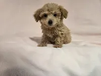 Bichon /Poodle , a female Bichon Frise and Poodle - Miniature  for sale in Buffalo, NY – 2 of 4