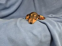 Mini Dachshund, a male Miniature Dachshund for sale in Buffalo, NY – 3 of 4