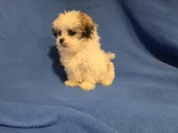 Maltese / shihtzu, a male Maltese and Shih Tzu for sale in Buffalo, NY – 3 of 4
