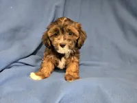 Shihpoo, a male Shihpoo for sale in Buffalo, NY – 3 of 4