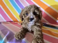 Cavapoo , a female Cavapoo for sale in Buffalo, NY – Photo 2 of 4