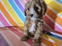 Cavapoo , a female Cavapoo for sale in Buffalo, NY – Photo 4 of 4