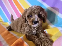 Cavapoo , a female Cavapoo for sale in Buffalo, NY – Photo 3 of 4