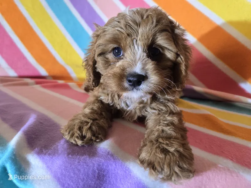 Cavapoo  – Cavapoo puppy for sale in Buffalo, NY