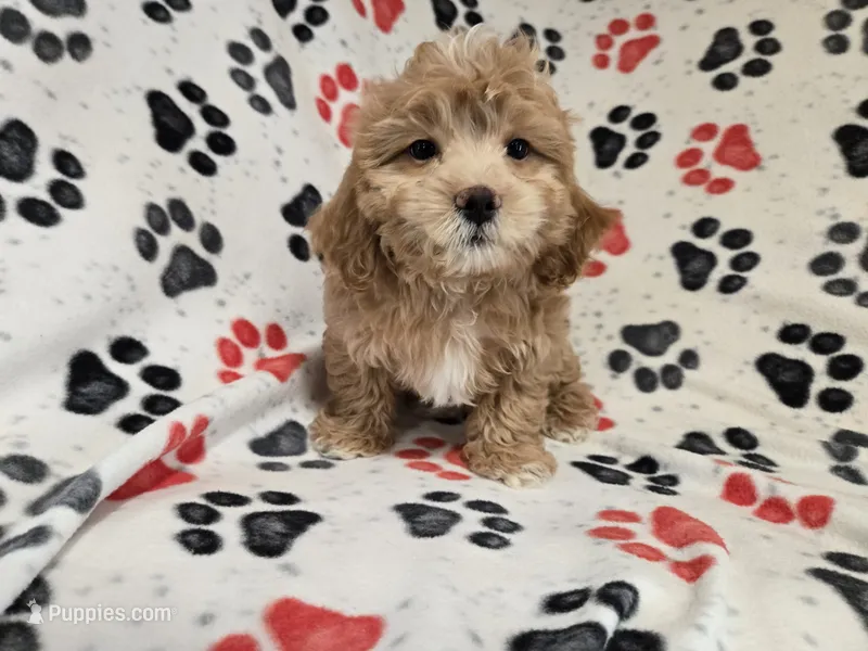 Shihpoo – Shihpoo puppy for sale in Buffalo, NY