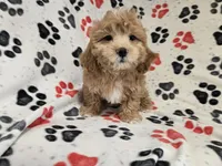 Shihpoo, a male Shihpoo for sale in Buffalo, NY – 1 of 4