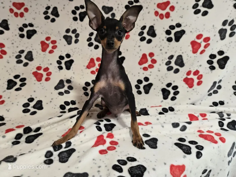 Mini Pinscher – Miniature Pinscher puppy for sale in Buffalo, NY