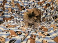 Chihuahua /Maltese, a male Chihuahua and Maltese for sale in Buffalo, NY – 4 of 4