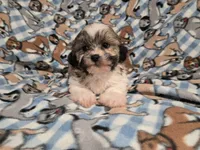 Shihtzu /Bichon , a male Bichon Frise and Shih Tzu for sale in Buffalo, NY – 2 of 4