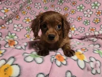 Cavapoo, a female Cavapoo for sale in Buffalo, NY – 3 of 4