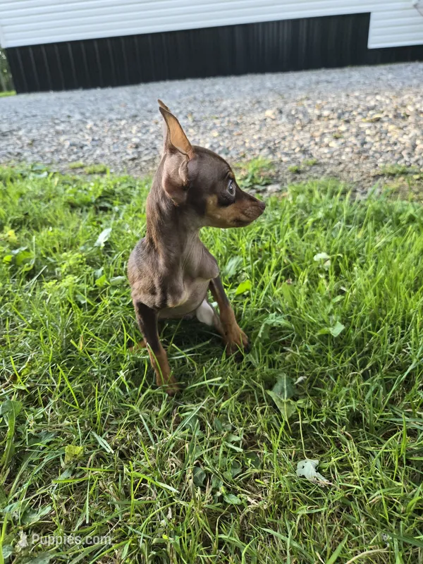 Mini Pinscher – Miniature Pinscher puppy for sale in Buffalo, NY