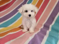 Maltese , a female Maltese for sale in Buffalo, NY – 4 of 4