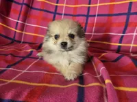 Pomeranian , a male Pomeranian for sale in Buffalo, NY – 3 of 4