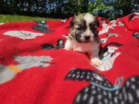 Shihtzu /Bichon , a male Bichon Frise and Shih Tzu for sale in Buffalo, NY – 4 of 4