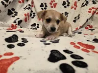 Chihuahua /Maltese, a male Chihuahua and Maltese for sale in Buffalo, NY – 3 of 4