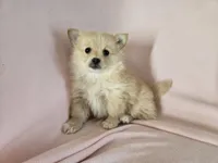 Pomchi, a female Pomchi for sale in Buffalo, NY – 2 of 4