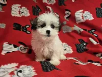 Maltese / shihtzu, a male Maltese and Shih Tzu for sale in Buffalo, NY – 3 of 5