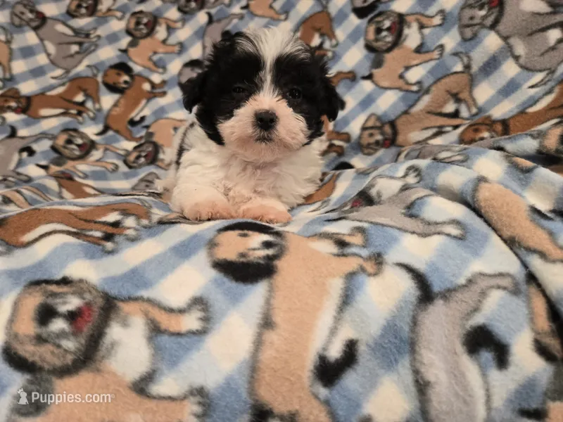 Shihpoo /Maltese  – Shihpoo, Maltese puppy for sale in Buffalo, NY
