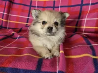 Pomeranian , a female Pomeranian for sale in Buffalo, NY – 3 of 4