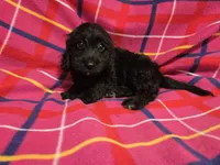 Cockapoo, a female Cockapoo for sale in Buffalo, NY – 3 of 6
