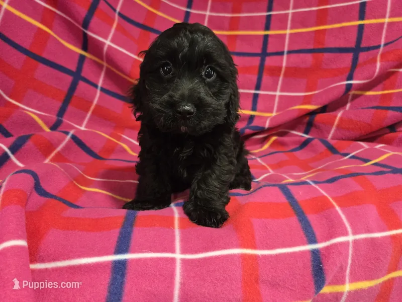Cockapoo – Cockapoo puppy for sale in Buffalo, NY