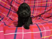Cockapoo, a female Cockapoo for sale in Buffalo, NY – 1 of 6
