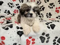 Shihtzu, a male Shih Tzu for sale in Buffalo, NY – 4 of 5