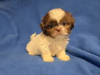 Shihtzu , a male Shih Tzu for sale in Buffalo, NY – 4 of 4