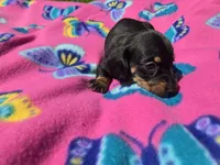 Mini Dachshund, a female Miniature Dachshund for sale in Buffalo, NY – 4 of 4