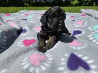 Cockapoo, a female Cockapoo for sale in Buffalo, NY – 3 of 5