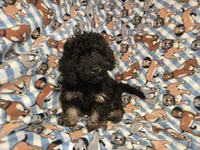 Cockapoo, a male Cockapoo for sale in Buffalo, NY – 2 of 4