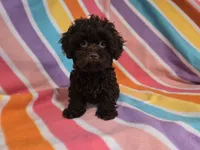 Shihpoo , a female Shihpoo for sale in Buffalo, NY – 4 of 4