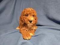 Cockapoo, a male Cockapoo for sale in Buffalo, NY – 2 of 4