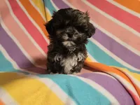 Shihtzu /Maltese , a female Maltese and Shih Tzu for sale in Buffalo, NY – 2 of 5