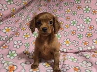 Cavapoo, a female Cavapoo for sale in Buffalo, NY – 4 of 4