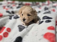 Shihpoo /Maltese , a male Shihpoo and Maltese for sale in Buffalo, NY – 4 of 5