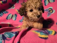 Toy poodle, a female Poodle - Toy  for sale in Buffalo, NY – Photo 5 of 5