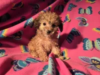 Toy poodle, a female Poodle - Toy  for sale in Buffalo, NY – Photo 1 of 5
