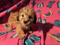 Toy poodle, a female Poodle - Toy  for sale in Buffalo, NY – Photo 4 of 5