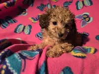 Toy poodle, a female Poodle - Toy  for sale in Buffalo, NY – Photo 3 of 5