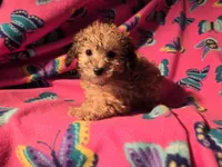Toy poodle, a female Poodle - Toy  for sale in Buffalo, NY – Photo 2 of 5