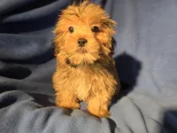 Shorkie, a male Shorkie for sale in Buffalo, NY – Photo 1 of 4