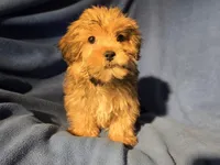 Shorkie, a male Shorkie for sale in Buffalo, NY – Photo 2 of 4