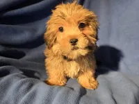 Shorkie, a male Shorkie for sale in Buffalo, NY – Photo 3 of 4