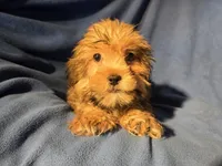 Shorkie, a male Shorkie for sale in Buffalo, NY – Photo 4 of 4