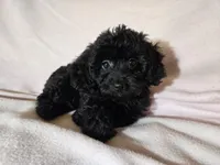 Yorkie poo, a female Yorkipoo for sale in Buffalo, NY – Photo 2 of 5