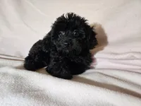 Yorkie poo, a female Yorkipoo for sale in Buffalo, NY – Photo 4 of 5