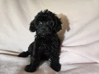 Yorkie poo, a female Yorkipoo for sale in Buffalo, NY – Photo 3 of 5